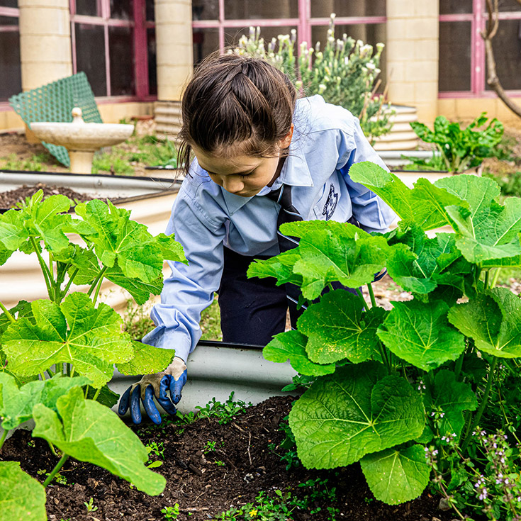 St Patrick's Catholic Primary Blacktown vegetable garden